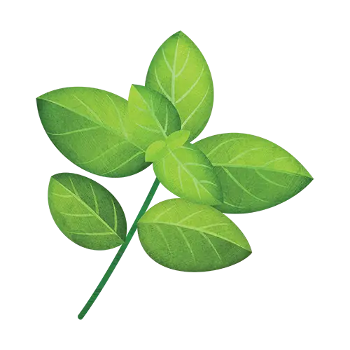 Green Leaves Illustration