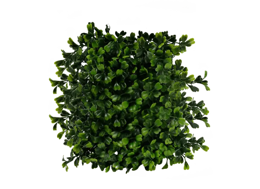 Square Green Plant Illustration for Decoration