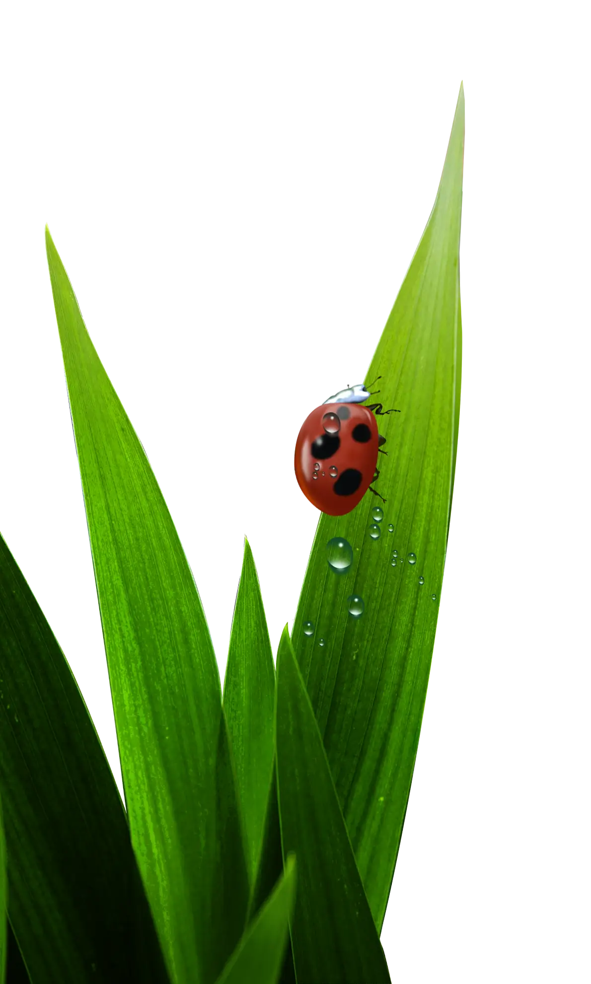 Ladybug on Green Leaf with Dew Drops