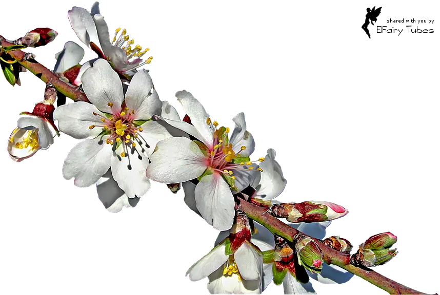 White Almond Blossoms on Branch