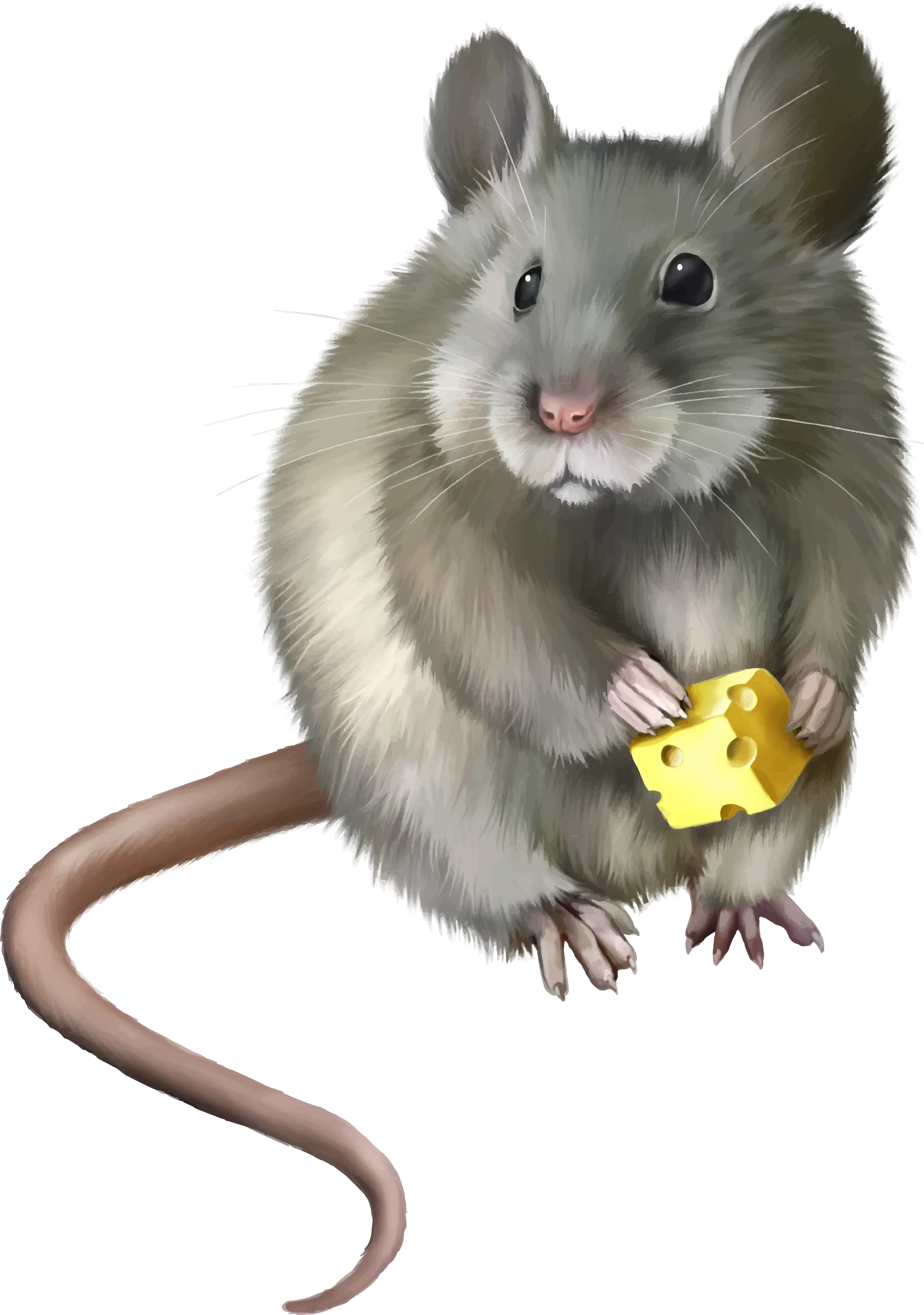 Cute Mouse with Cheese Illustration