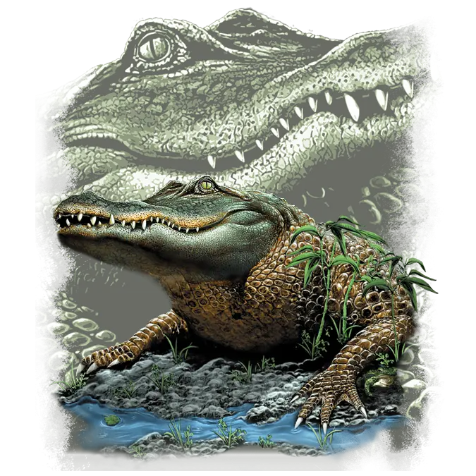 Realistic Alligator Illustration