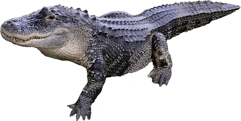 Gray American Alligator
