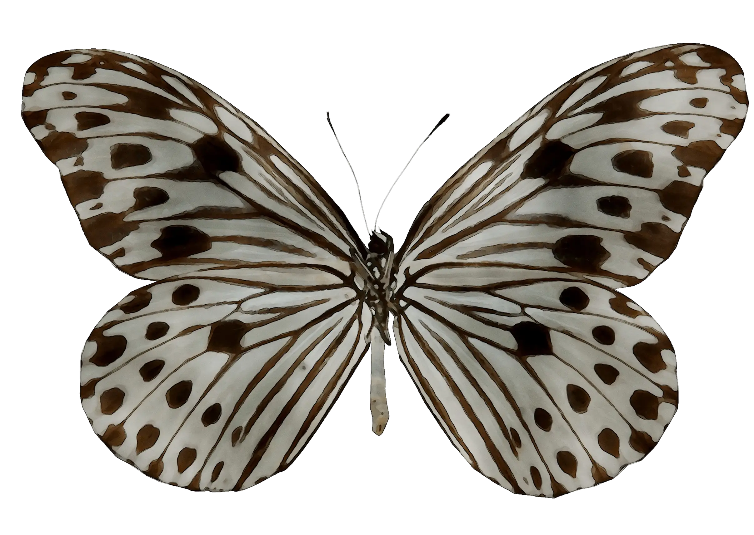 Black and White Butterfly with Delicate Wings