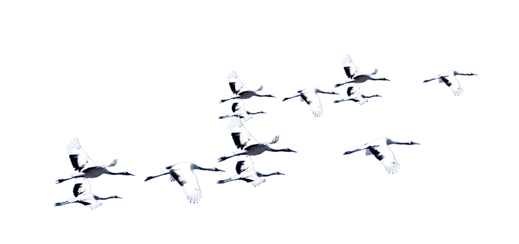 Flock of Flying Birds in the Sky