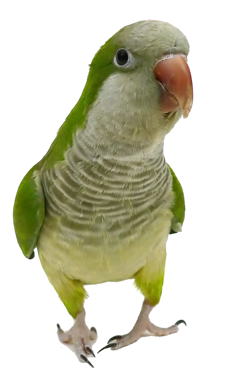 Green Parrot with Vibrant Feathers