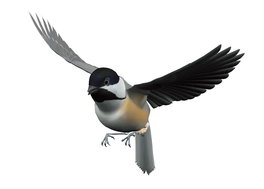 Flying Chickadee Bird