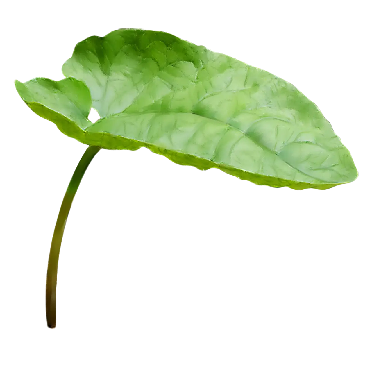 Green Leaf with a Realistic Texture