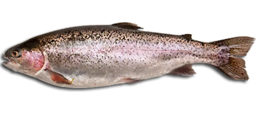 Freshwater Trout Fish