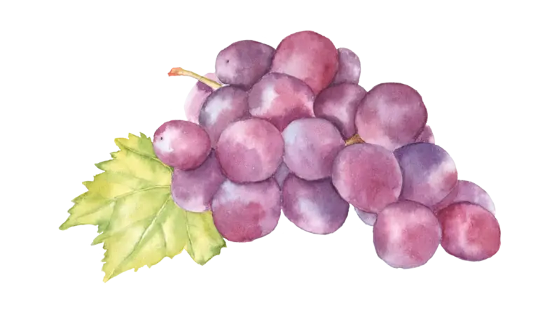 Purple Grapes with Green Leaf