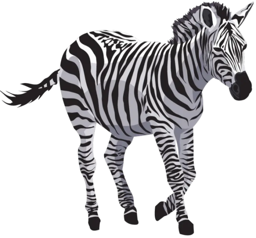 Black and White Zebra Illustration