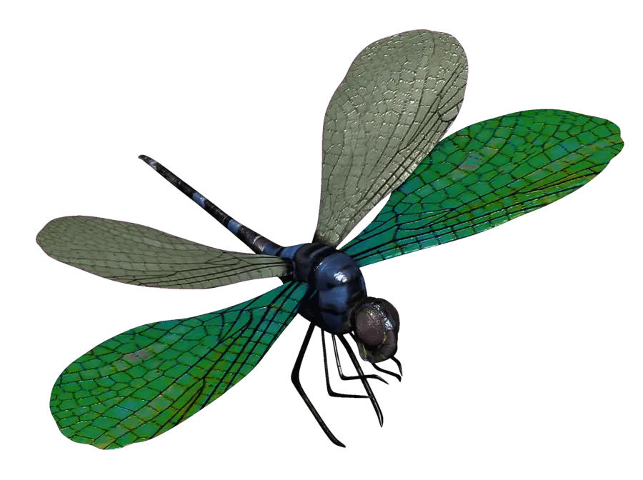 Green Dragonfly with Detailed Wings