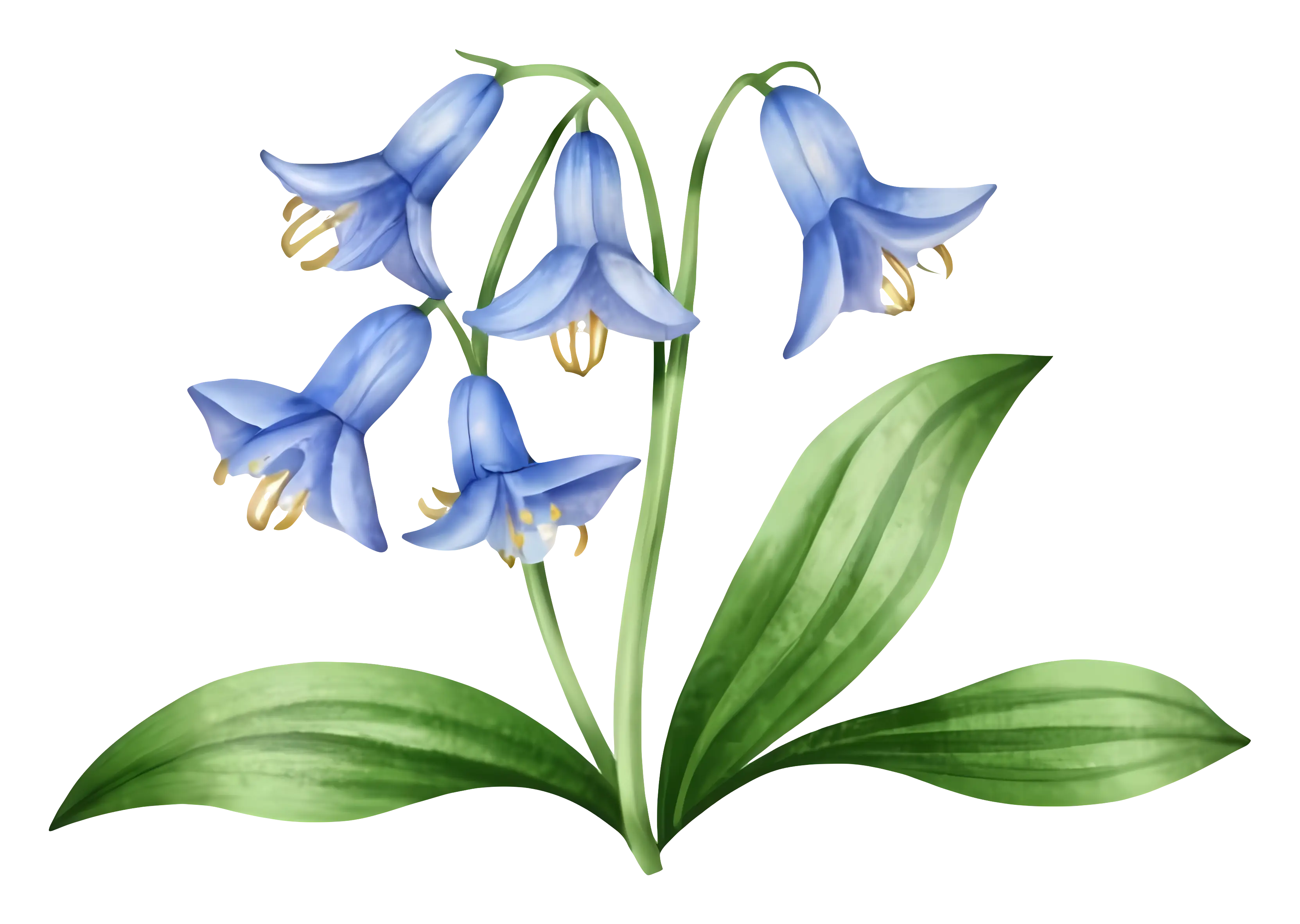 Botanical Illustration of Bluebell Flower