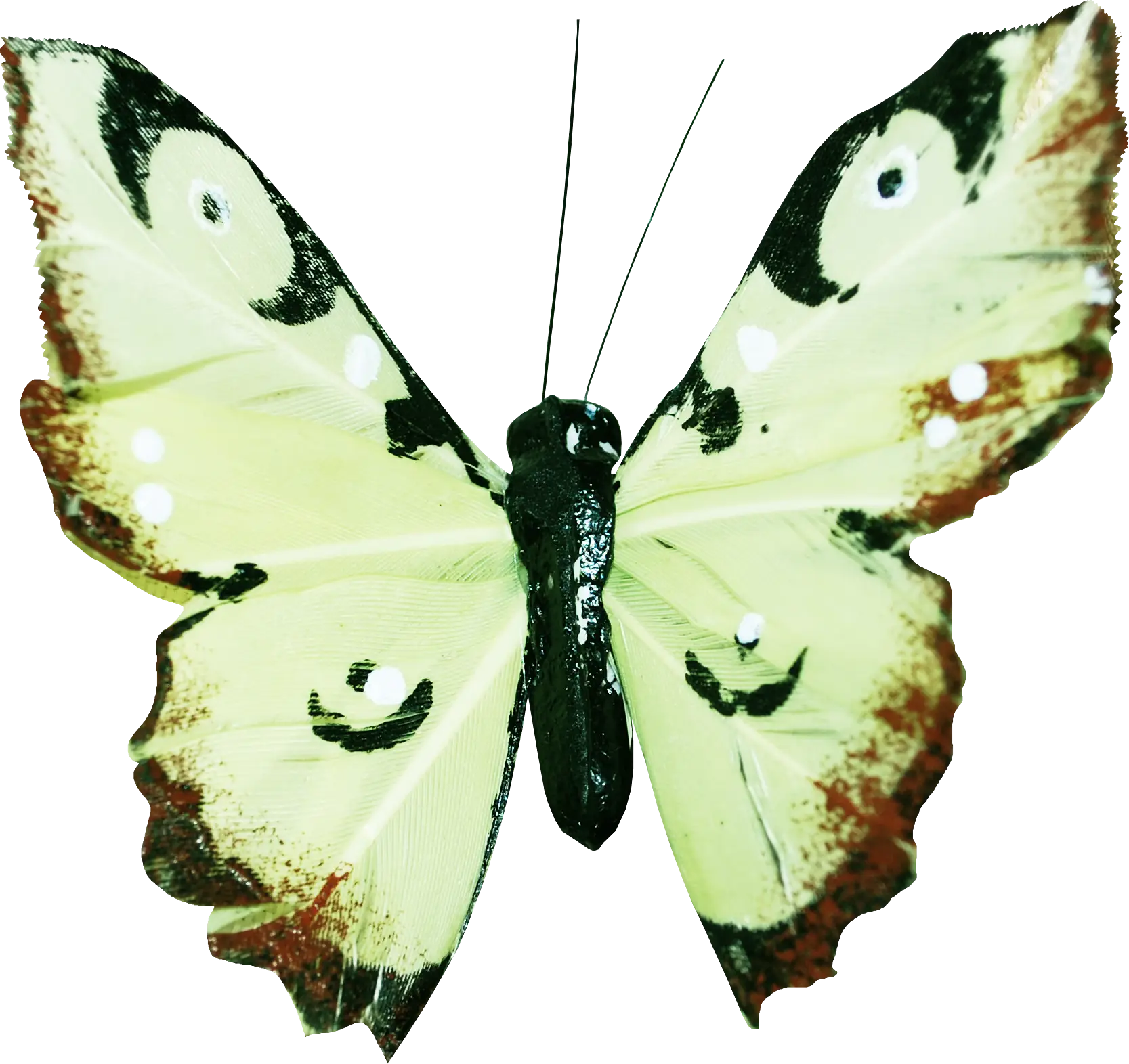 Yellow and Black Butterfly Illustration