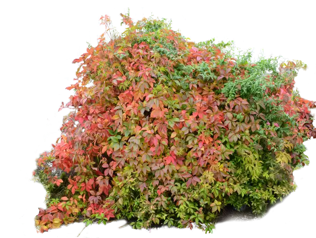 Colorful Bush with Autumn Leaves Scene
