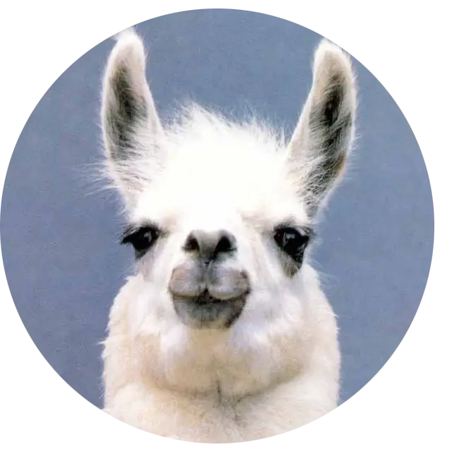 White Llama Portrait
