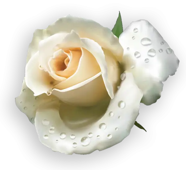 White Rose with Water Droplets