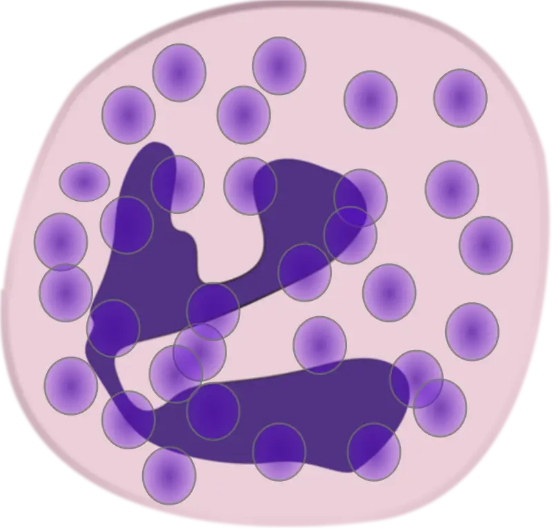 Neutrophil Cell Illustration