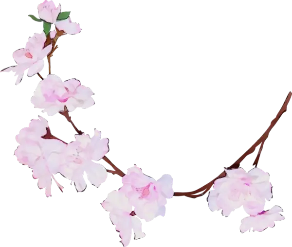 Pink Cherry Blossoms on a Delicate Branch