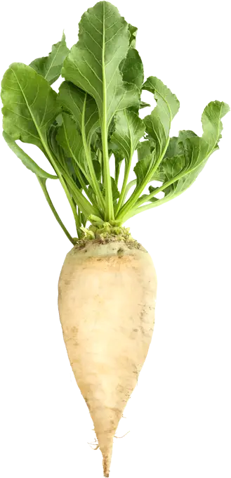 Fresh White Beetroot with Green Leaves