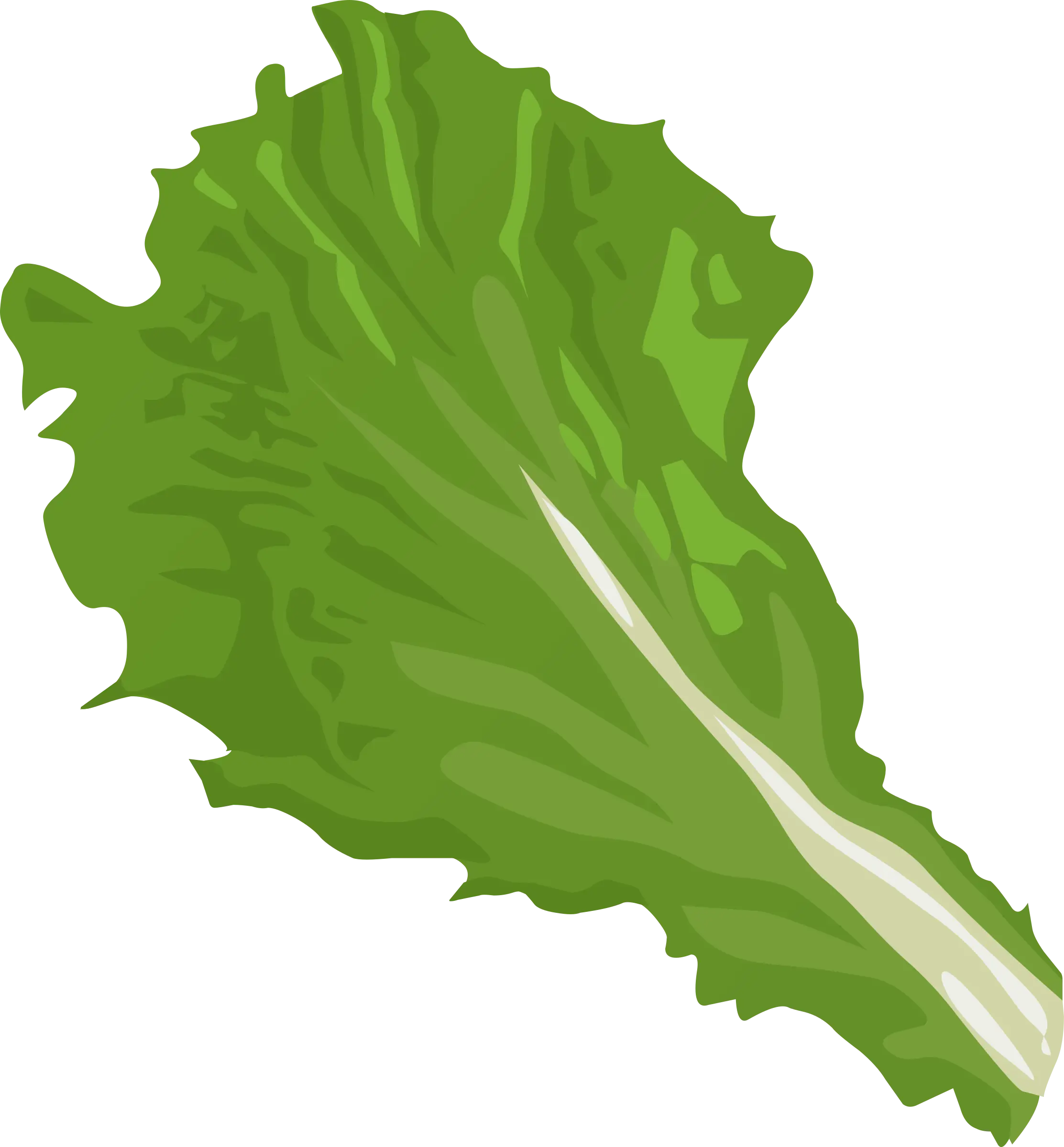 Fresh Green Lettuce Leaf