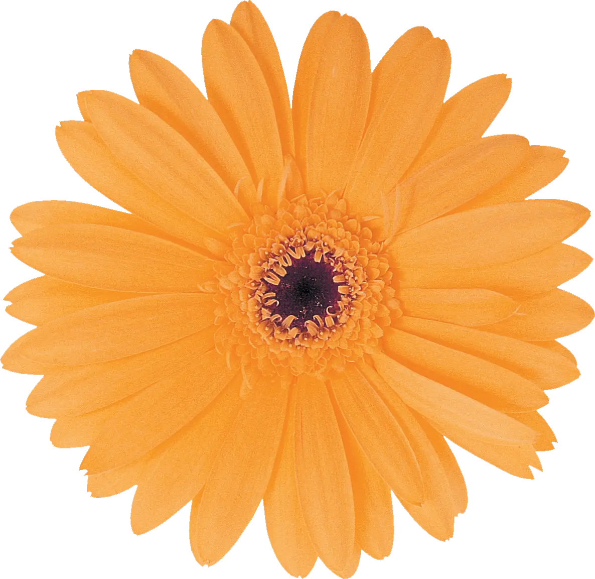 Bright Orange Gerbera Daisy Flower