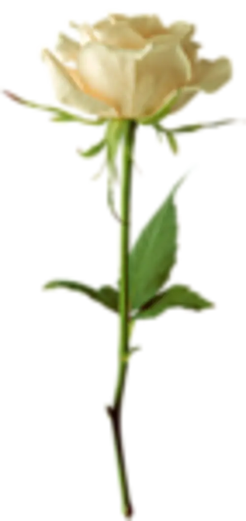 White Rose with Stem Illustration