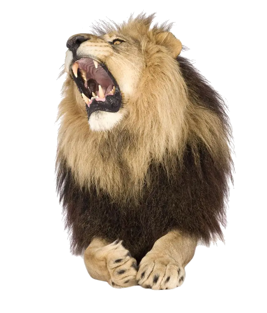 Roaring Lion in the Wild