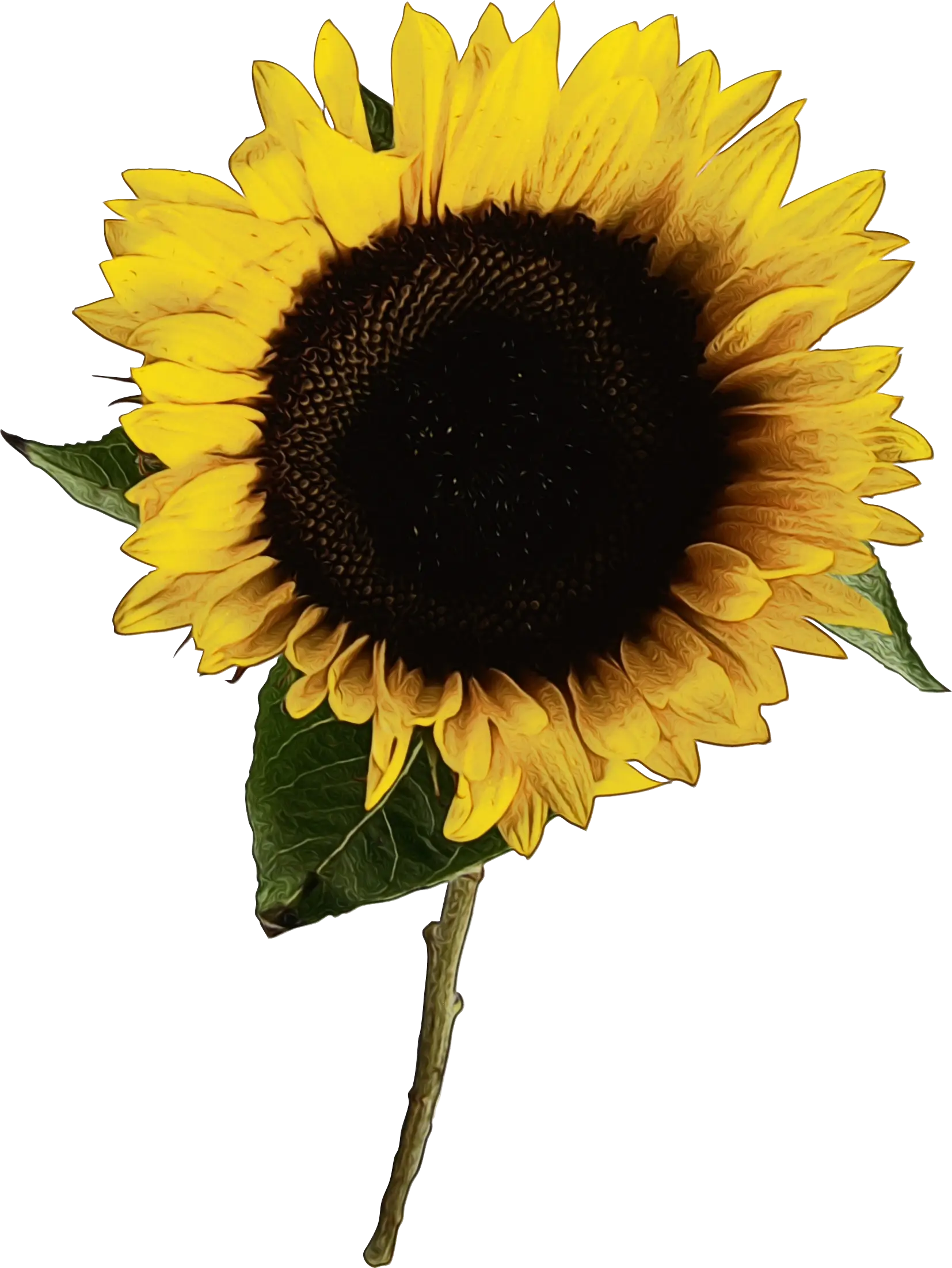 Yellow Sunflower on White Background