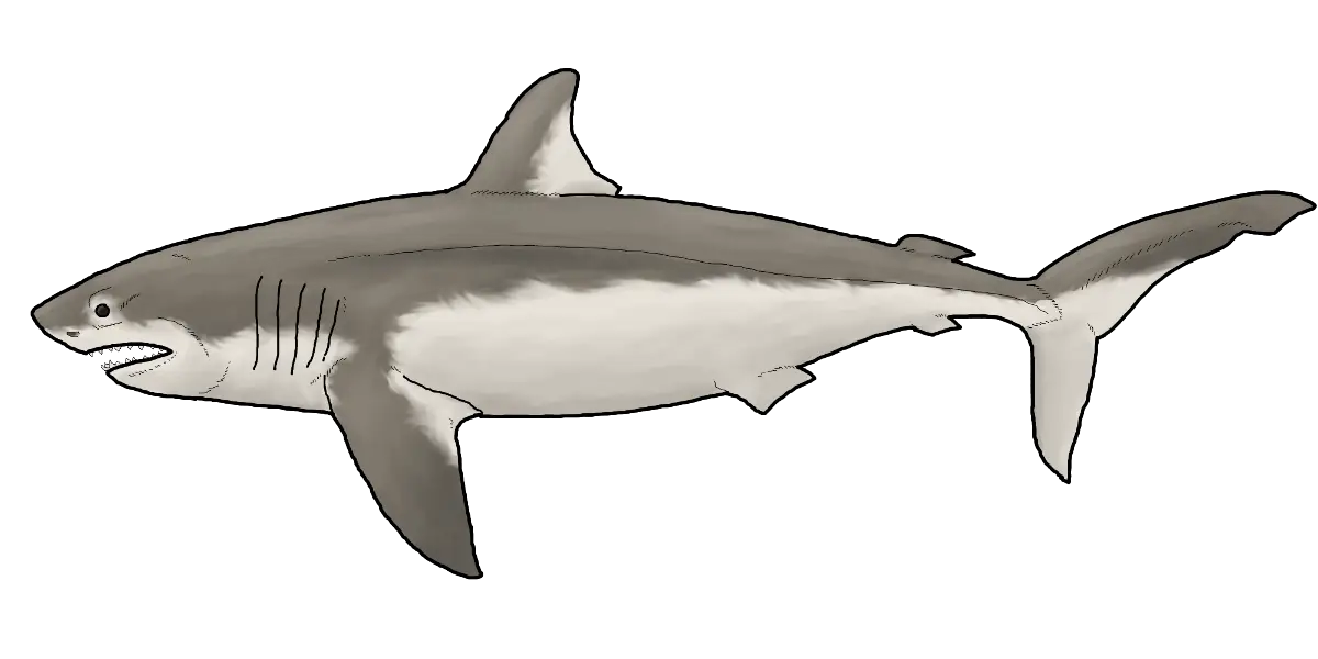 Great White Shark Illustration