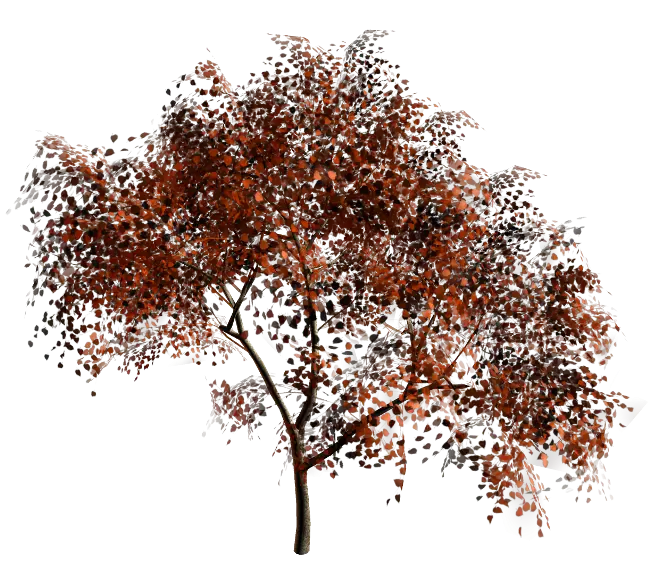 Autumn-Colored Tree with Red Leaves