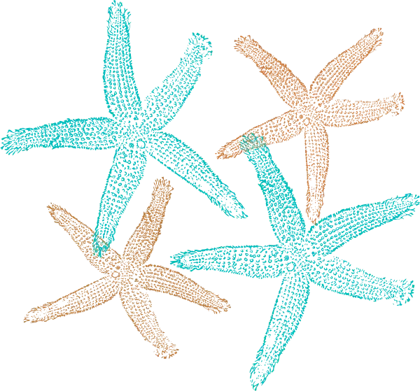 Patterned Starfish Sketch Composition