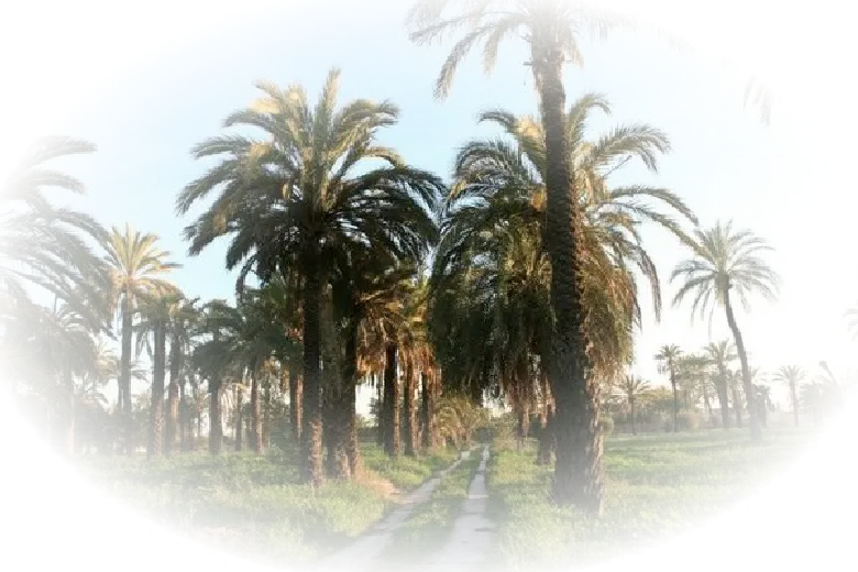 Tropical Palm Trees in a Sunny Landscape