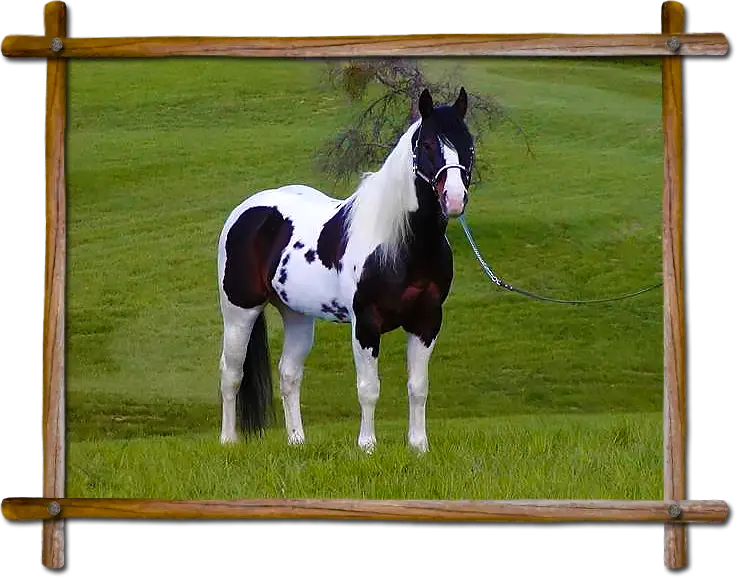 Horse in Green Field