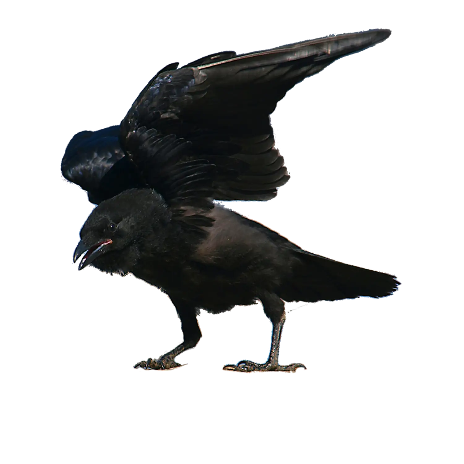Black Crow with Spread Wings