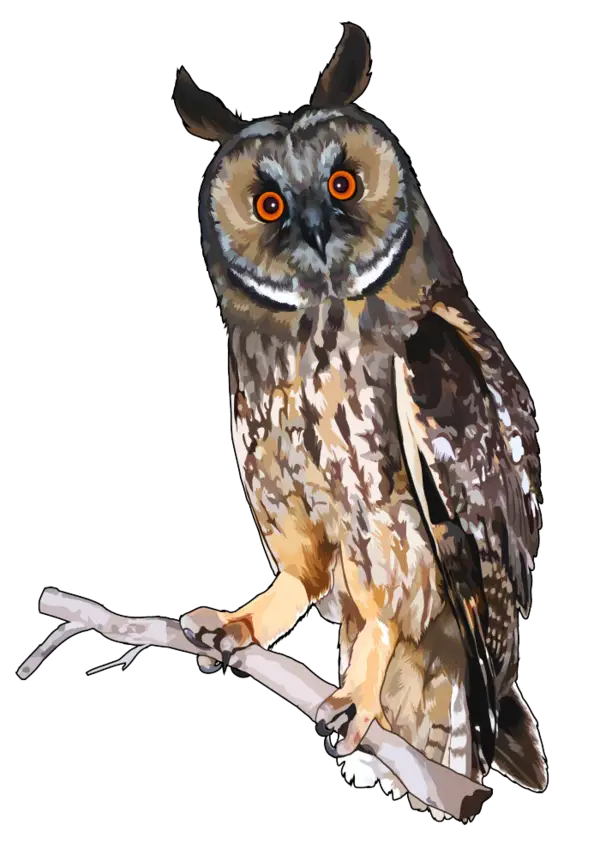 Illustrated Owl Perched on a Branch