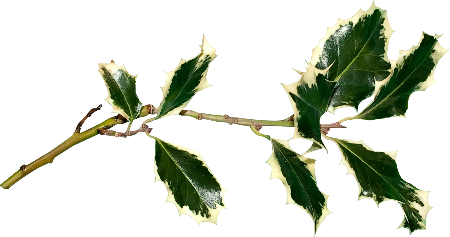 Holly Branch