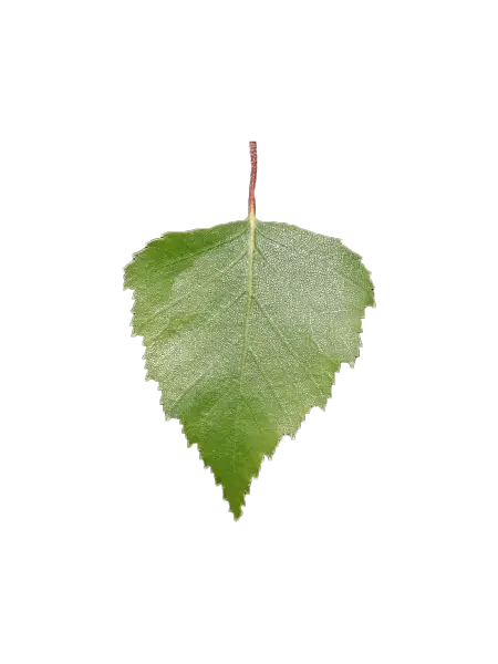 Green Leaf from a Tree