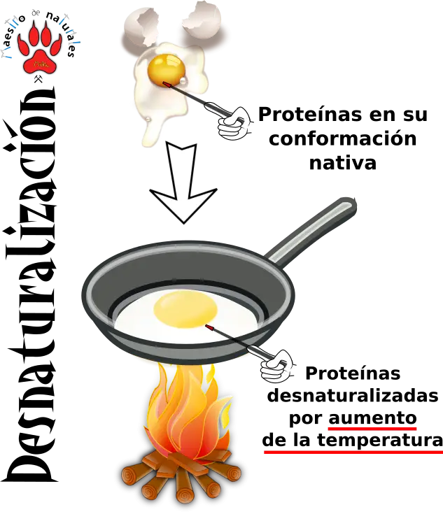 Protein Denaturation by Heat Diagram