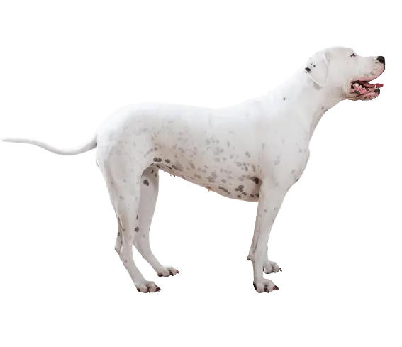 White Dog Standing