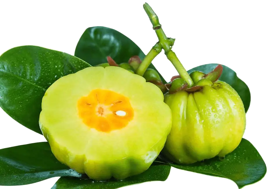 Green Garcinia Cambogia Fruit with Leaves