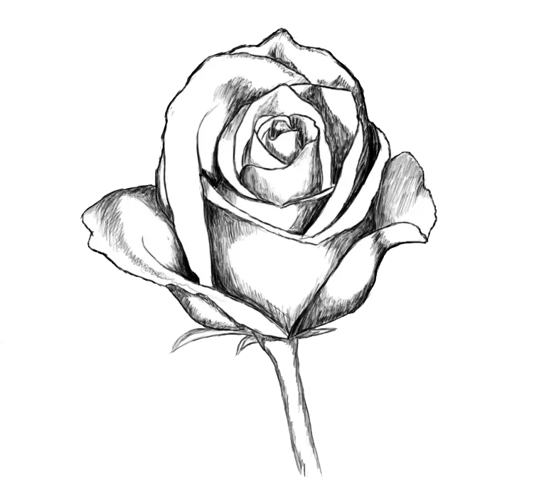 Elegant Black and White Sketched Rose Drawing