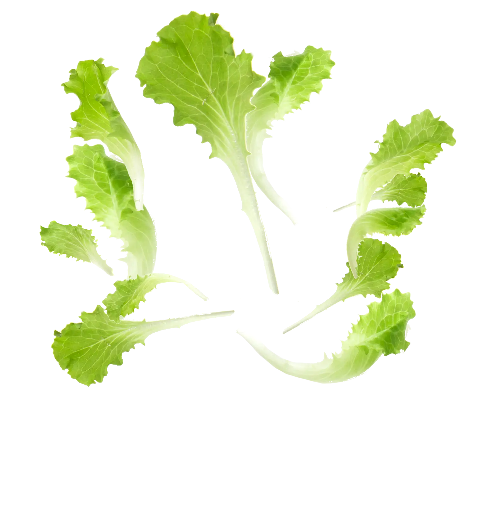 Fresh Green Lettuce Leaves