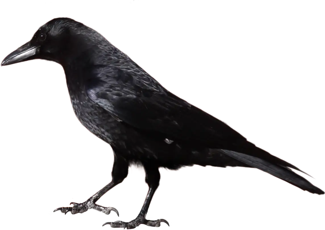 Black Raven Bird
