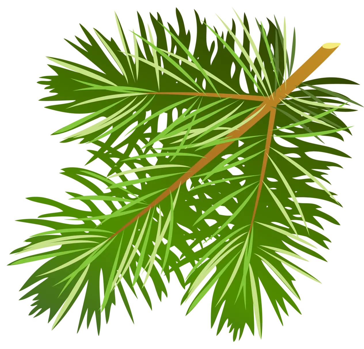 Green Pine Branch Illustration