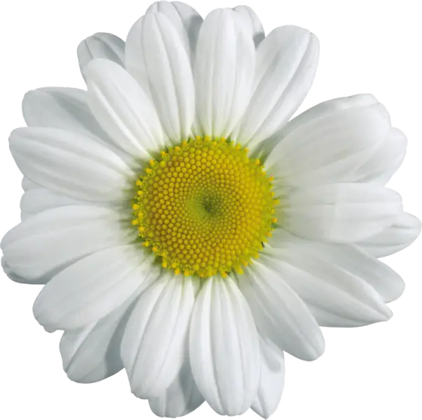 White Daisy Flower with Bright Yellow Center