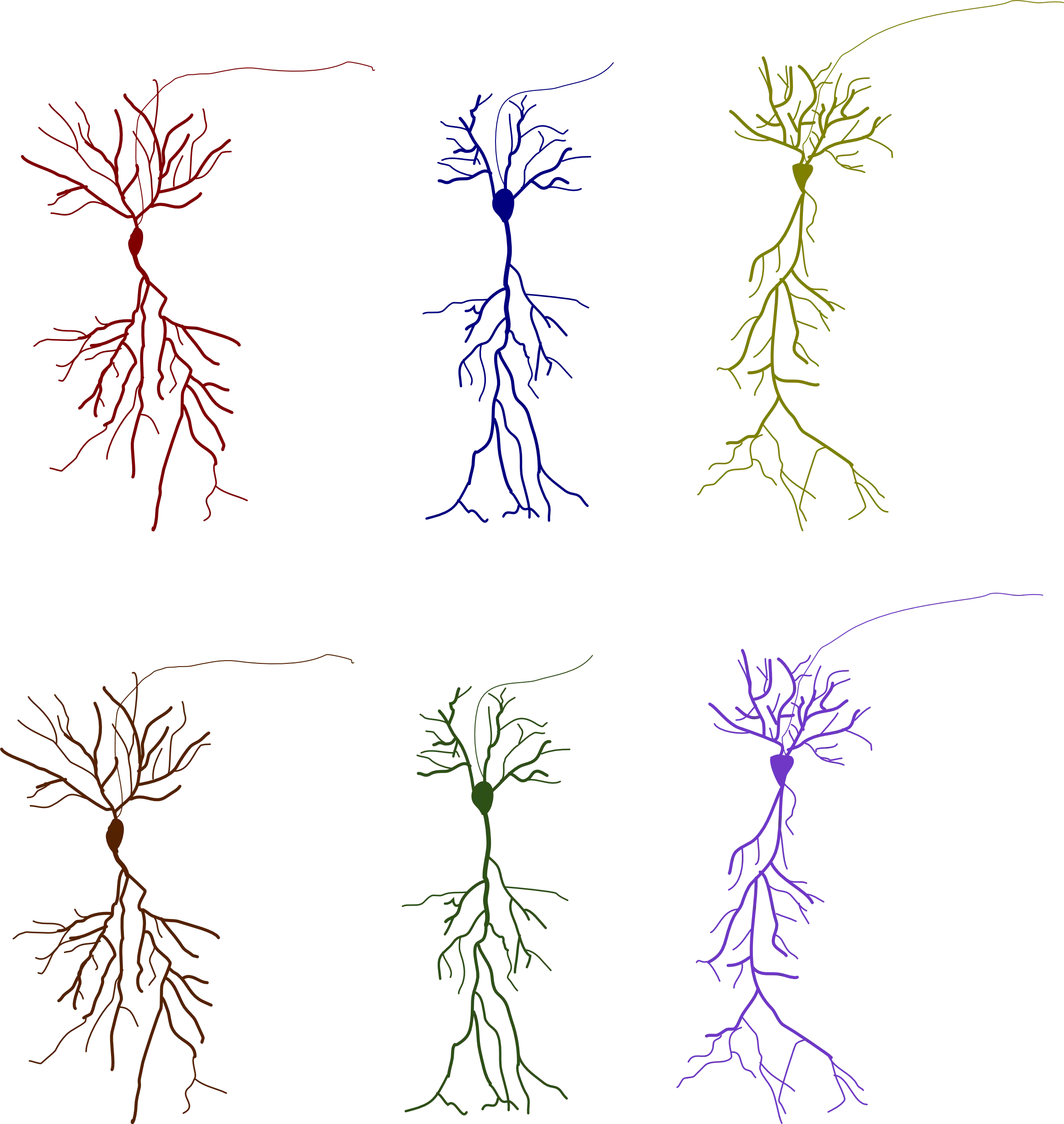 Neuron Cells Illustration