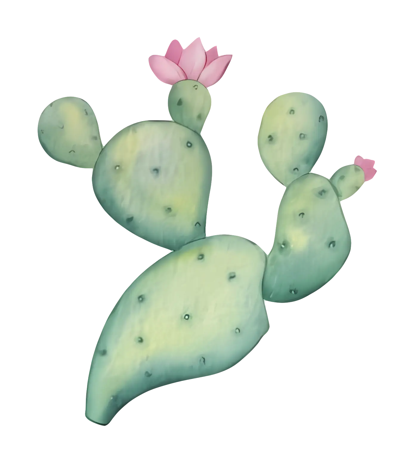 Cactus with Pink Flowers Illustration