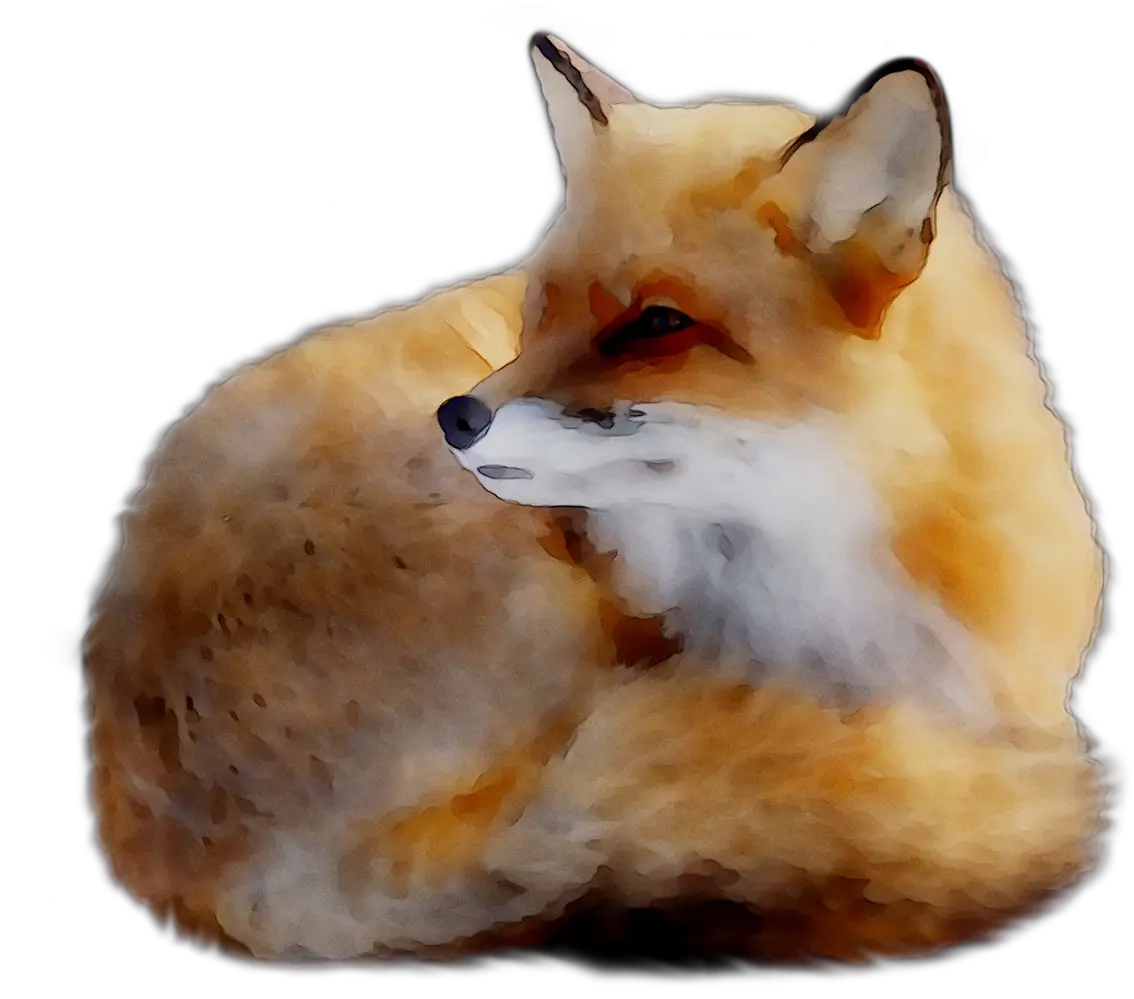 Beautiful Red Fox Resting Illustration