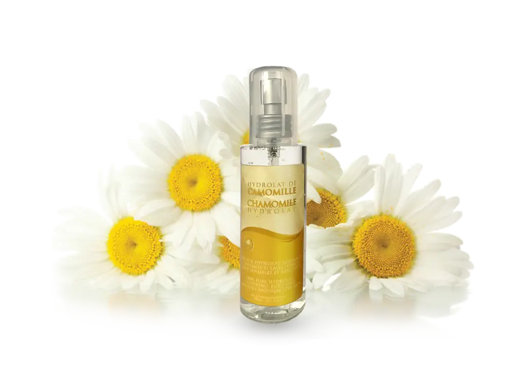 Chamomile Spray with Flowers